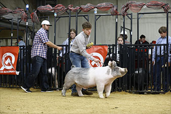 Schwecke Winners